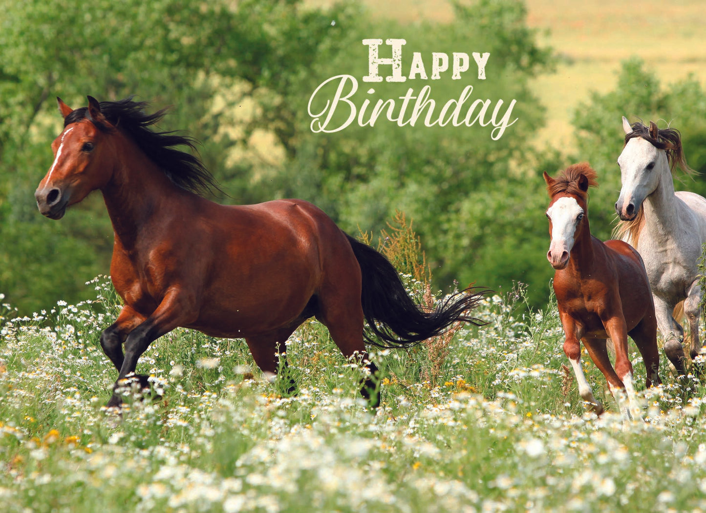 Birthday - Wild Horses - Assorted Birthday Cards