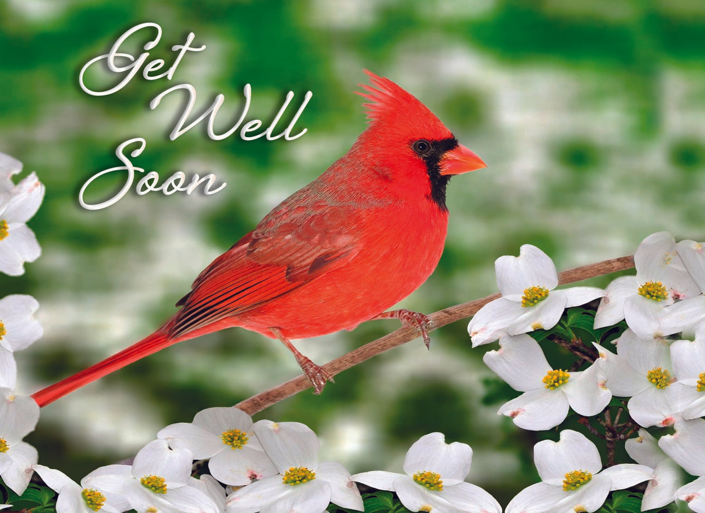 Get Well - Birds and Butterflies - Assorted Get Well Cards