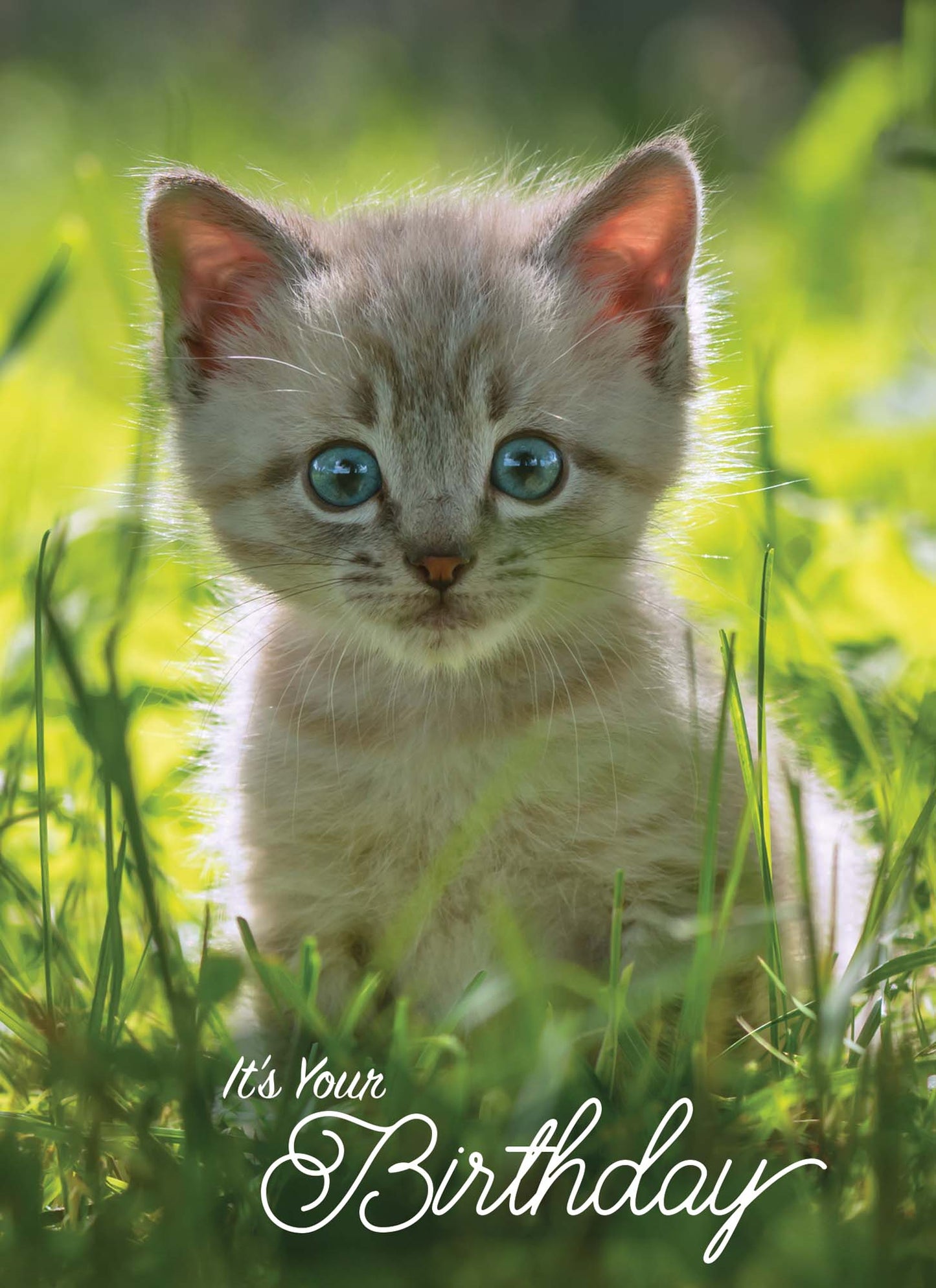 Christian Birthday Cards from Shared Blessings-Puppies and Kittens, Box of 12 Cards and Envelopes