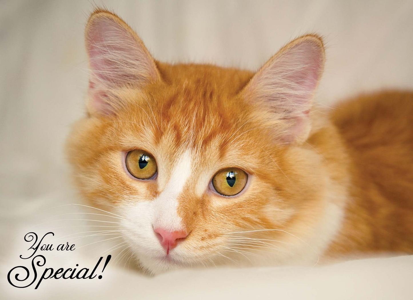 Christian Birthday Cards from Shared Blessings-Puppies and Kittens, Box of 12 Cards and Envelopes