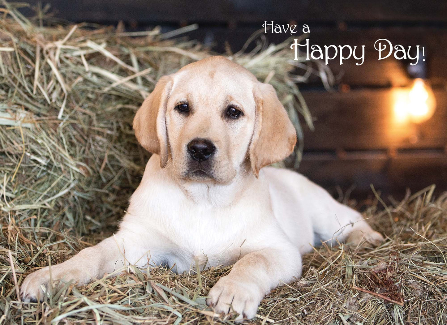 Christian Birthday Cards from Shared Blessings-Puppies and Kittens, Box of 12 Cards and Envelopes