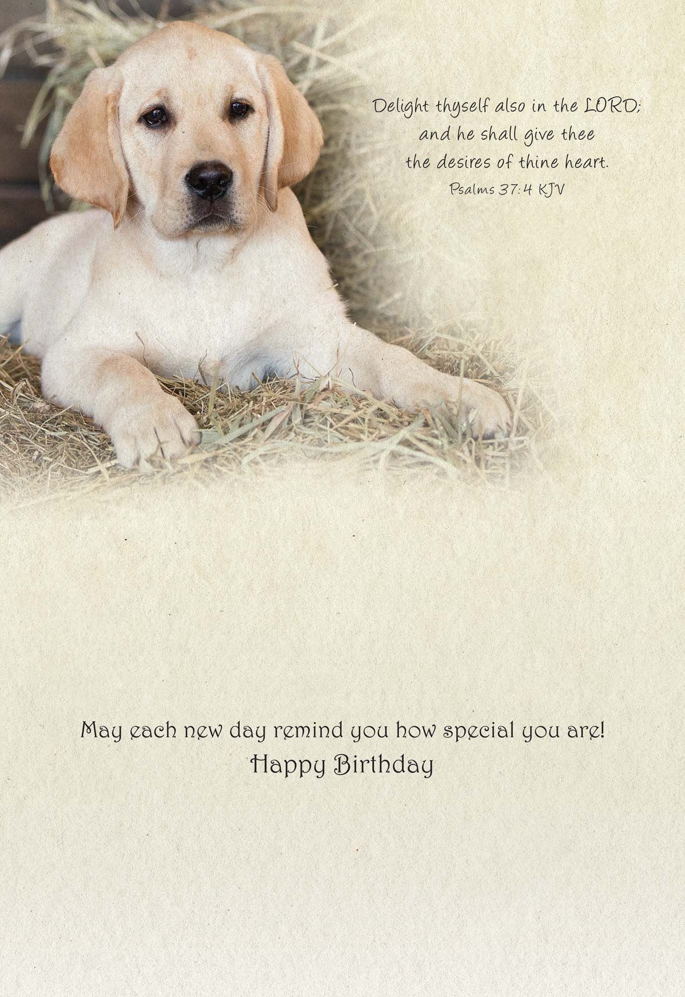 Christian Birthday Cards from Shared Blessings-Puppies and Kittens, Box of 12 Cards and Envelopes