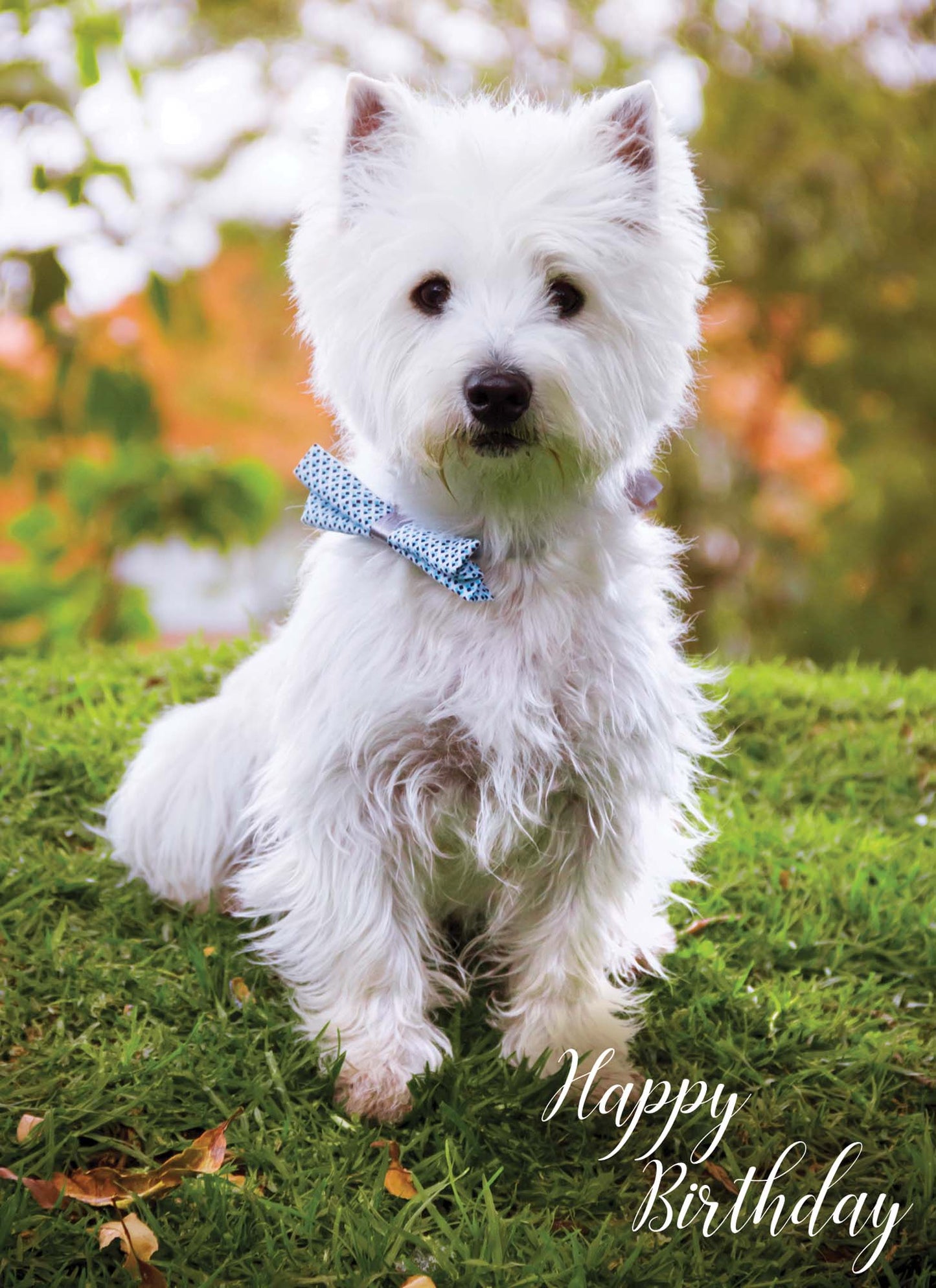 Christian Birthday Cards from Shared Blessings-Puppies and Kittens, Box of 12 Cards and Envelopes