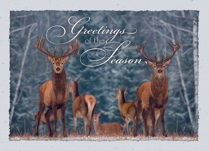 Boxed Christmas Cards - Deer in Winter