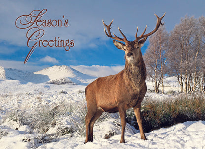 Boxed Christmas Cards - Deer in Winter