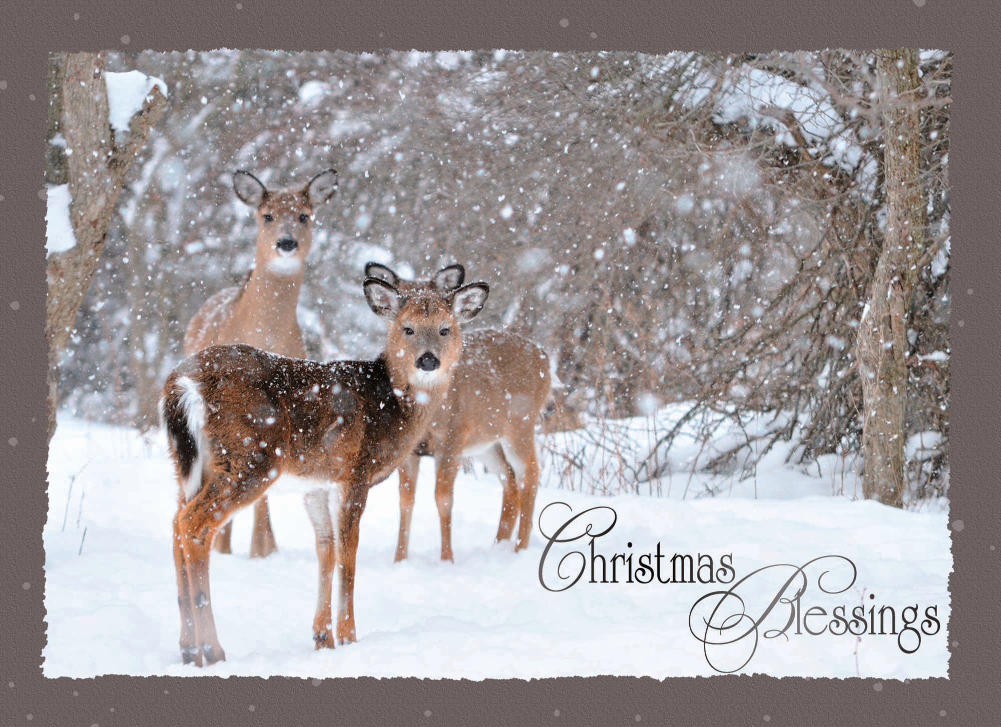 LANG Stag Christmas Cards in Gift Box (1004884 LANG Stag Christmas Cards in Gift Box (1004884