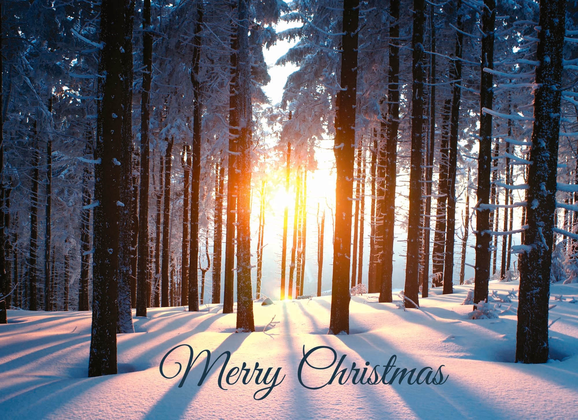Christmas Card sun shining through a forest