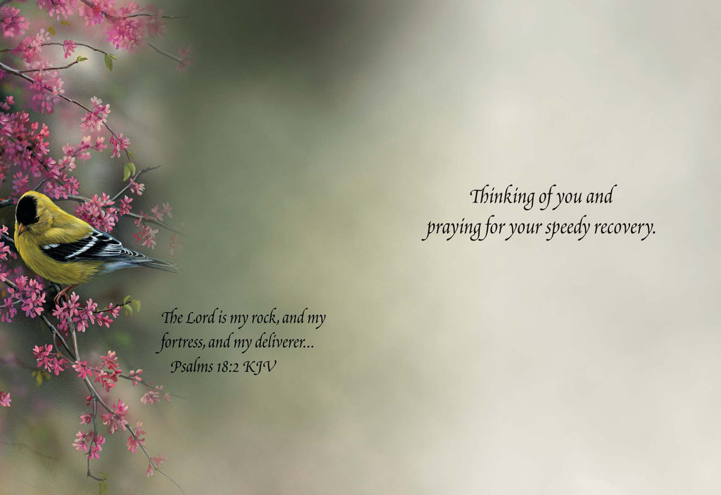 Occasions Get Well and Sympathy - Box of 12 Assorted Get Well and Sympathy Cards by Shared Blessings