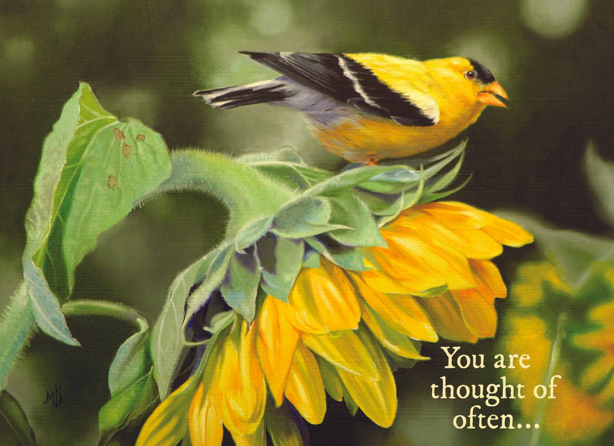 Christian Thinking of You Cards by Shared Blessings, 12 Cards and Envelopes