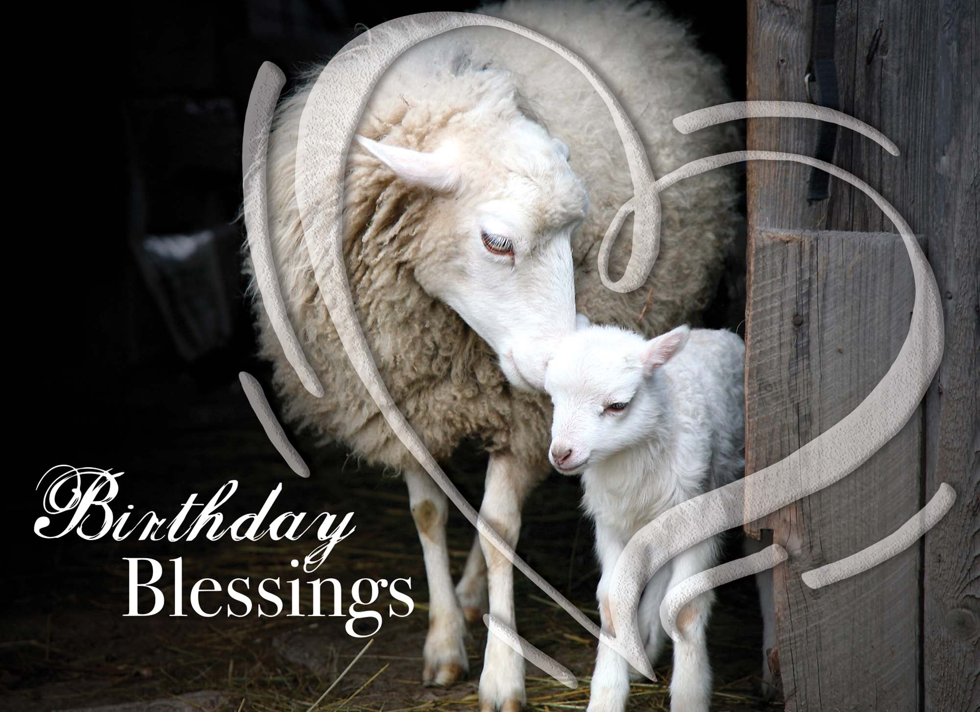 Christian Birthday Cards by Shared Blessings - Celebrations, 48 Assorted Cards