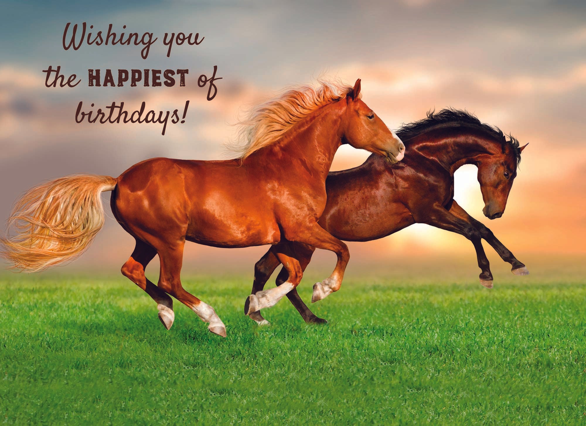 Wild Horse Birthday card "Wishing you the happiest of birthdays!"