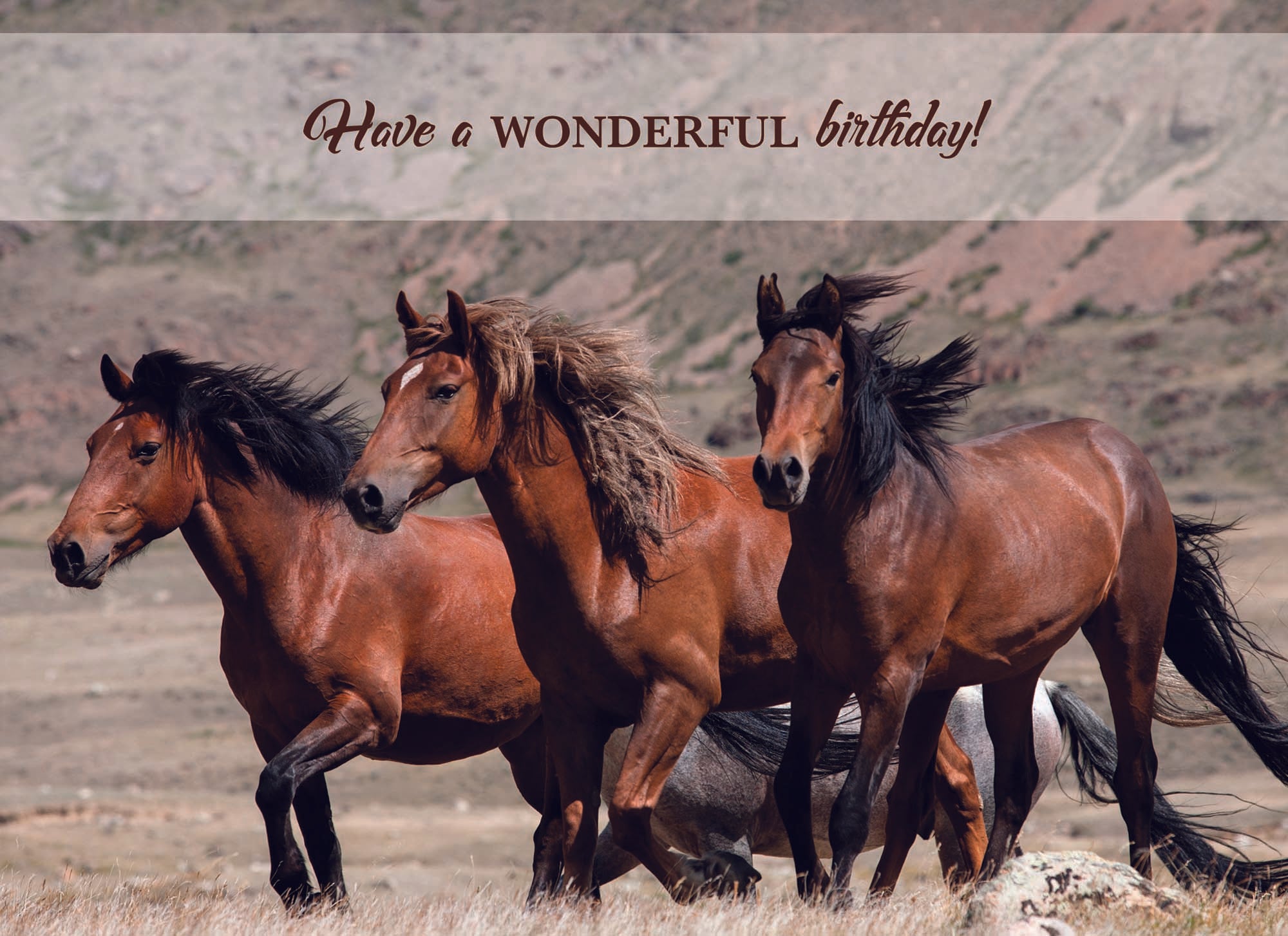Wild Horse Birthday card "Have a wonderful birthday!"