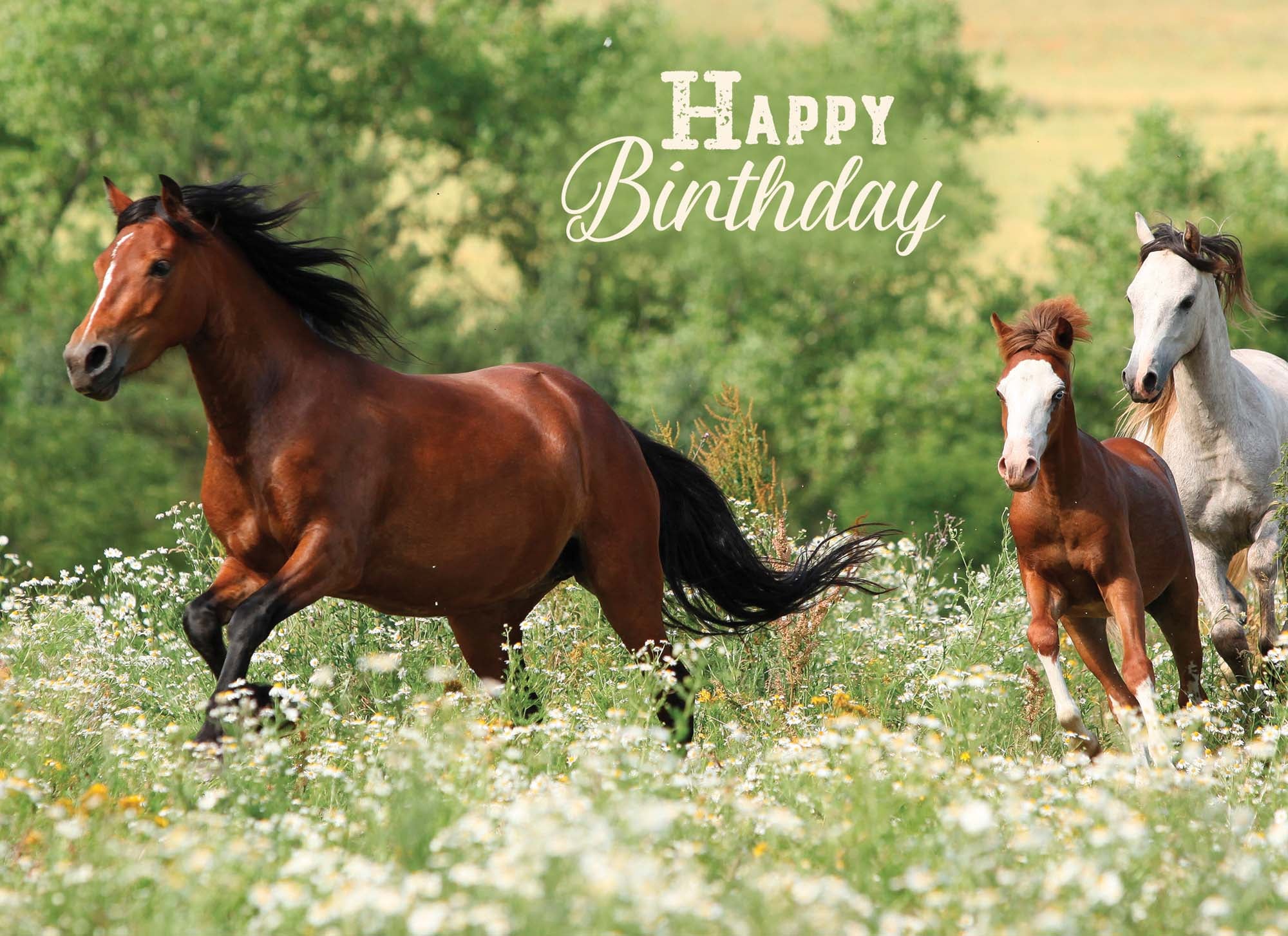 Christian Birthday Cards by Shared Blessings - Celebrations, 48 Assorted Cards