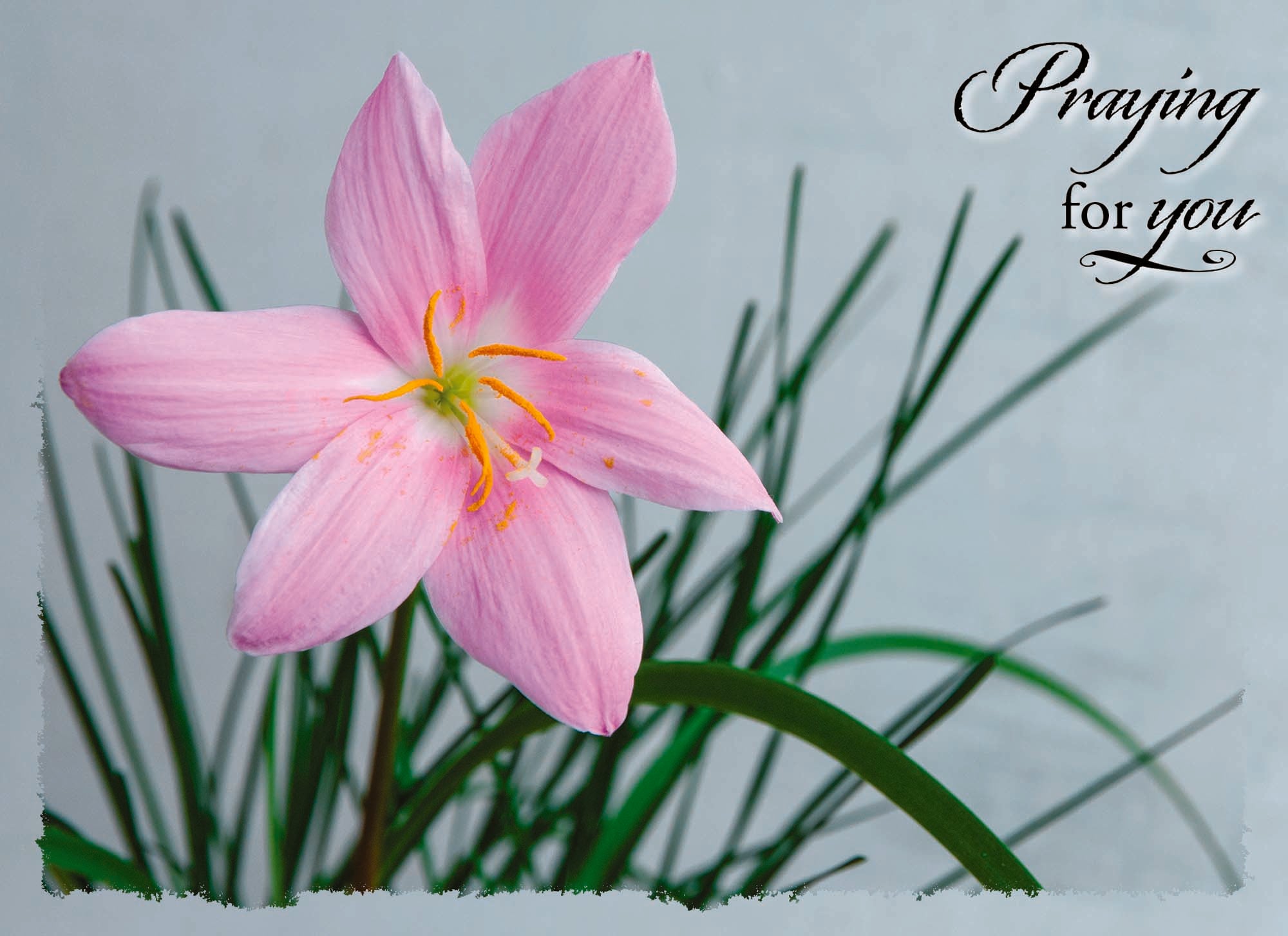 Religious Sympathy Cards by Shared Blessings- Lilies - 12 Cards and Envelopes