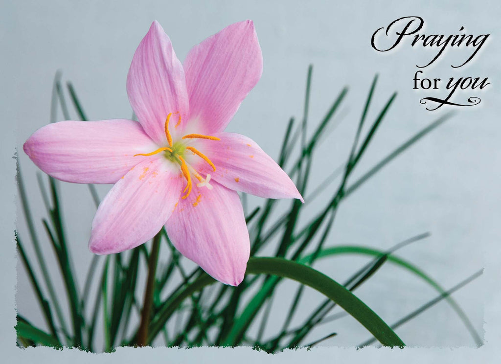Religious Sympathy Cards | Thoughts of Sympathy - Box of 24 Assorted Sympathy Cards by Shared Blessings