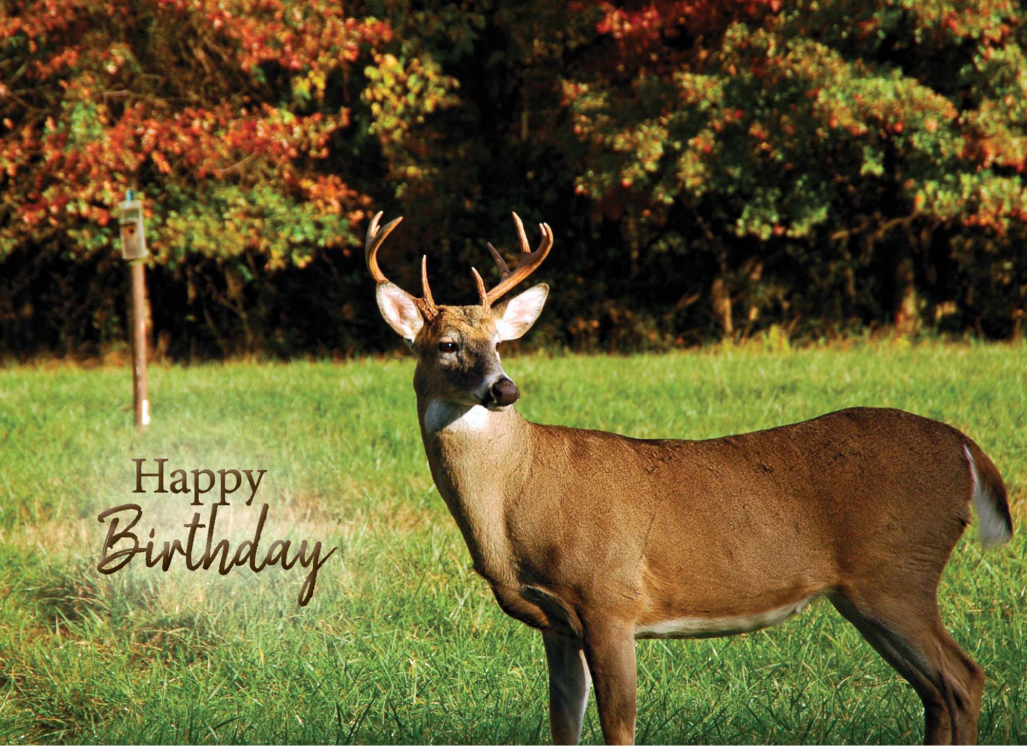Deer standing in a grassy field with trees in the background, accompanied by 'Happy Birthday' text.