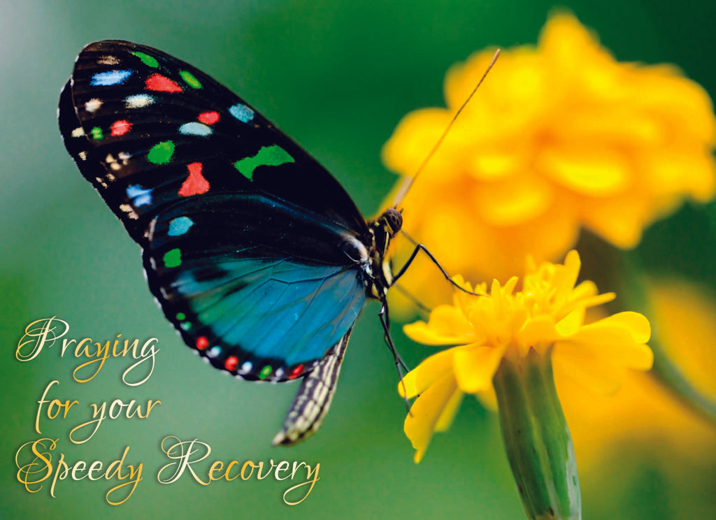 Get Well - Birds and Butterflies - Assorted Get Well Cards