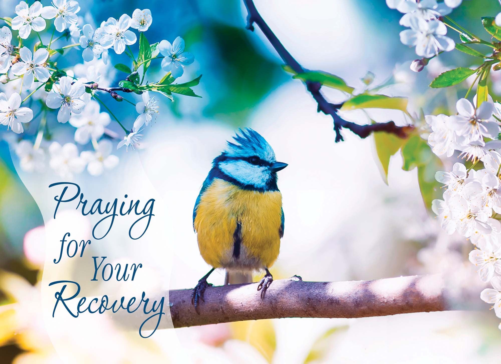 Christian Get Well Cards by Shared Blessings -Thoughts and Prayers - 12 Assorted Get Well Cards