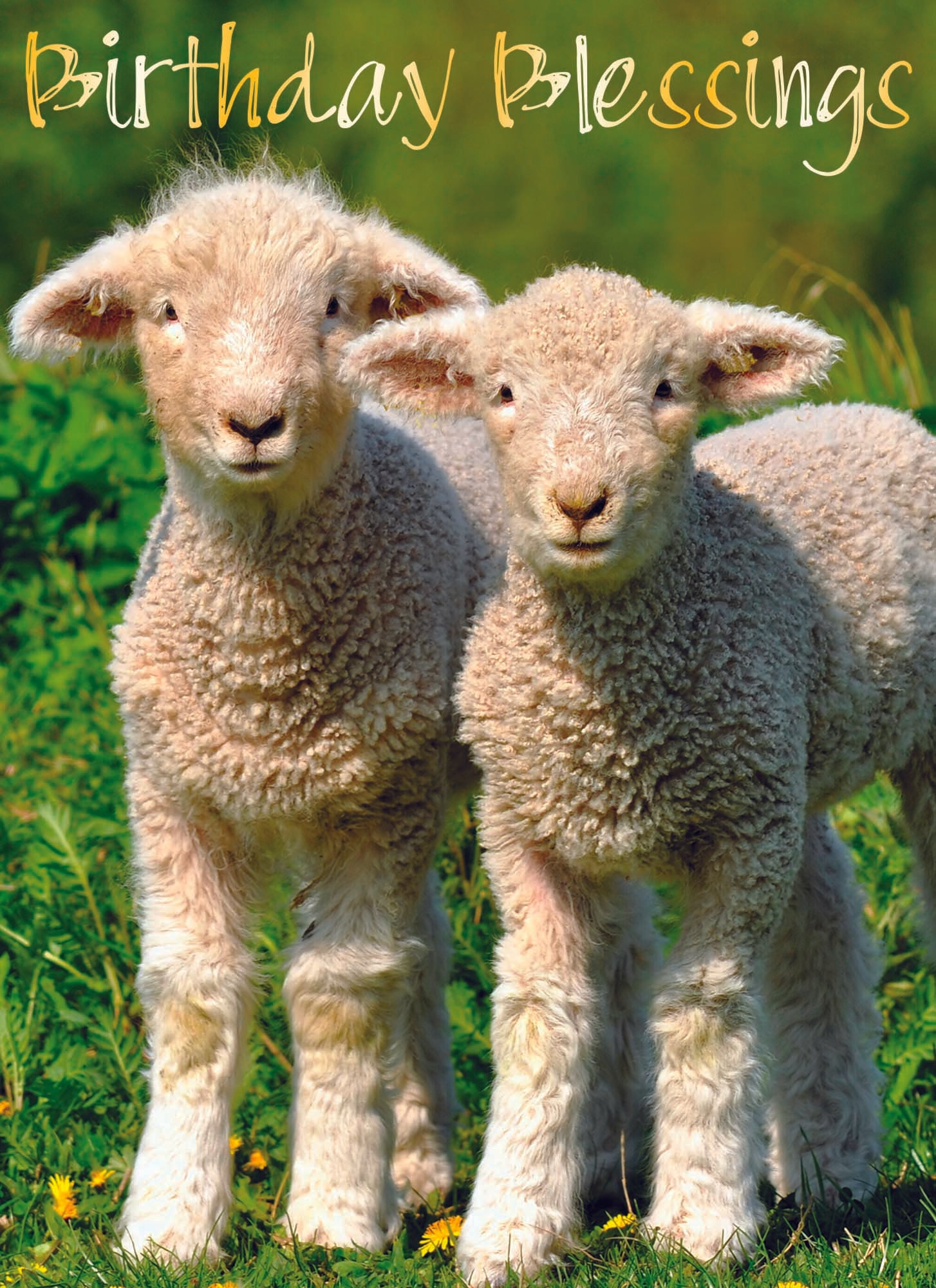 Card Design 1

Front Message - Birthday Blessings