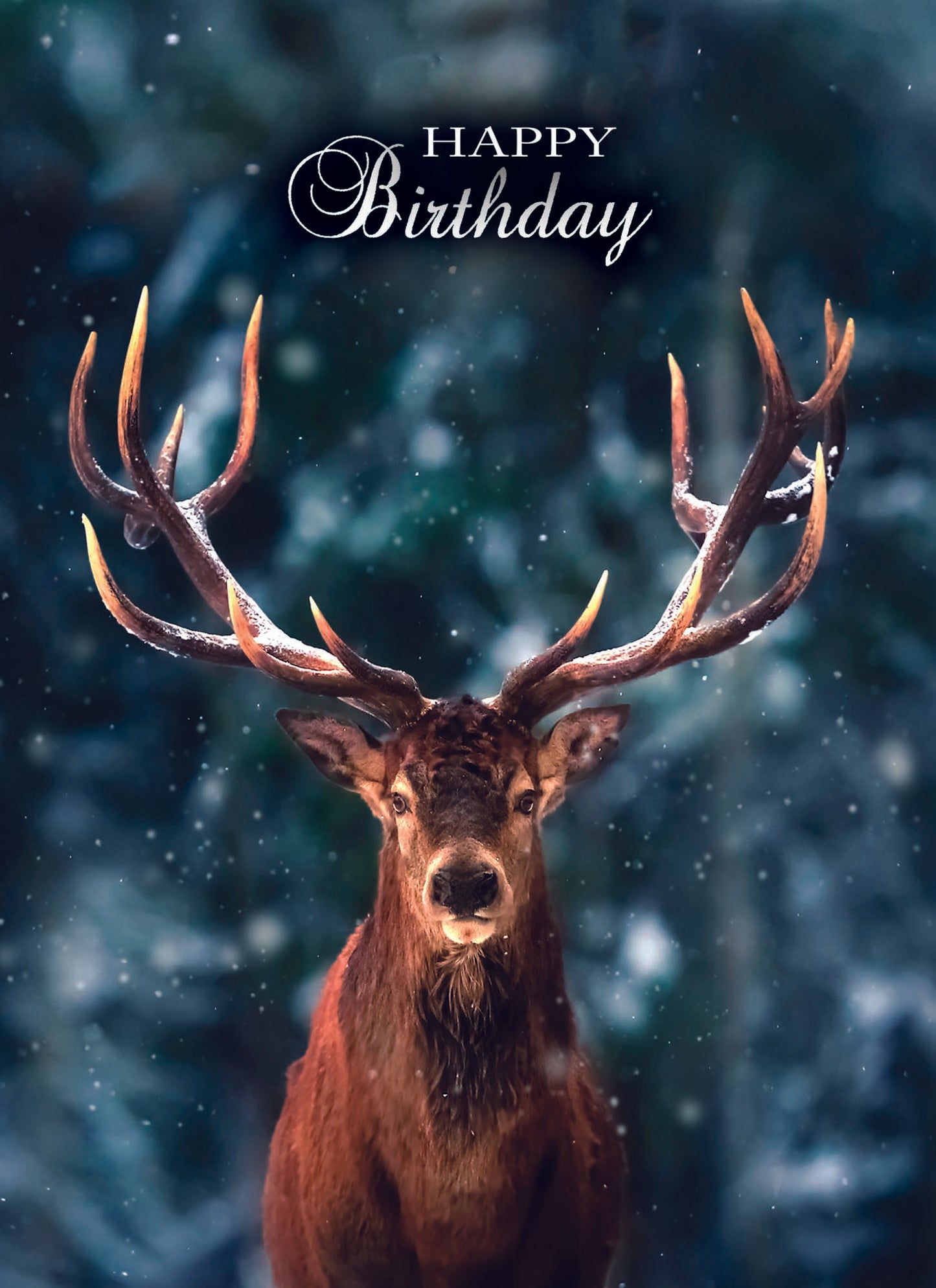 Birthday - Wildlife - Assorted Birthday Cards