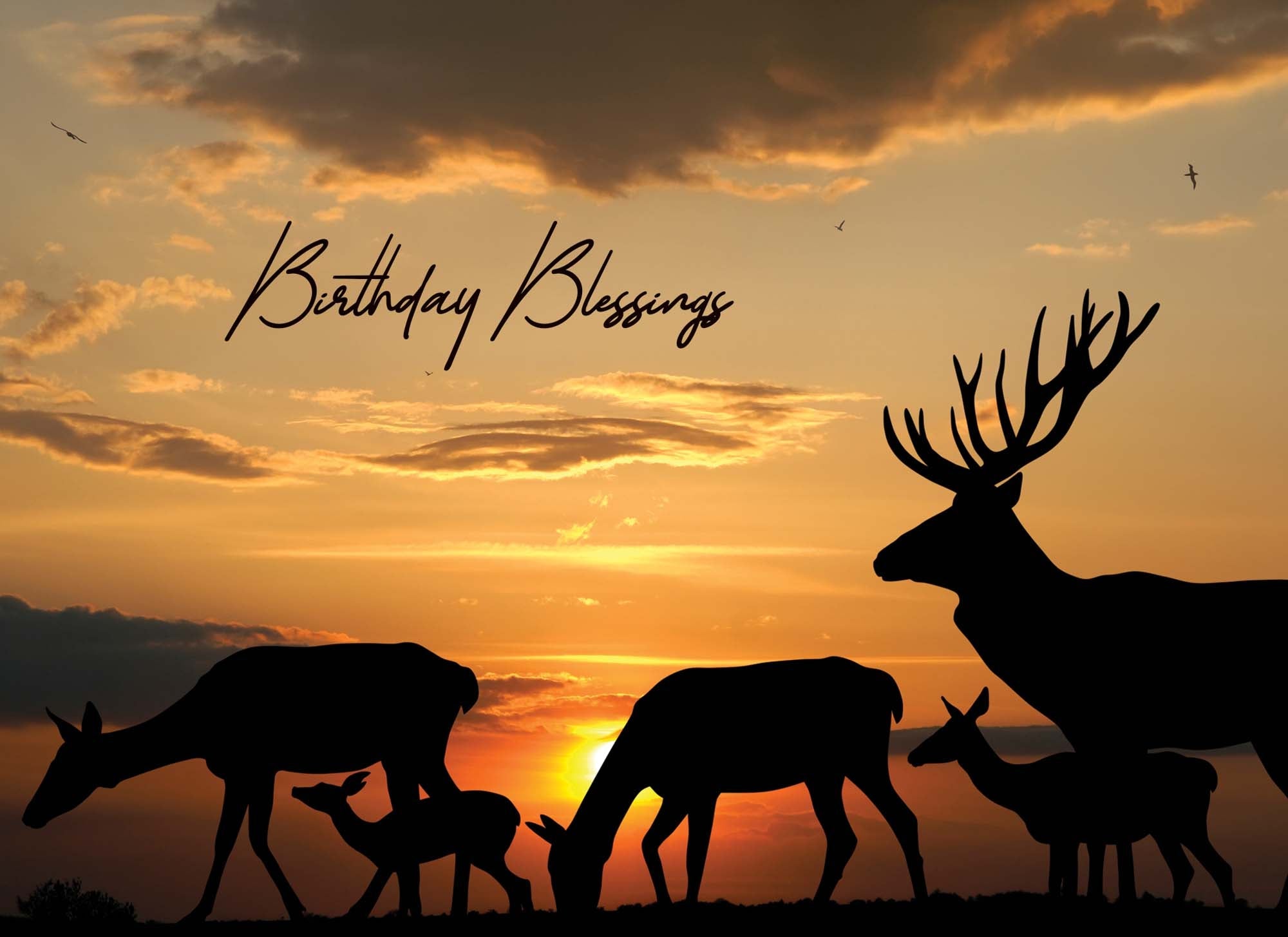 Christian Birthday Cards by Shared Blessings - Celebrations, 48 Assorted Cards