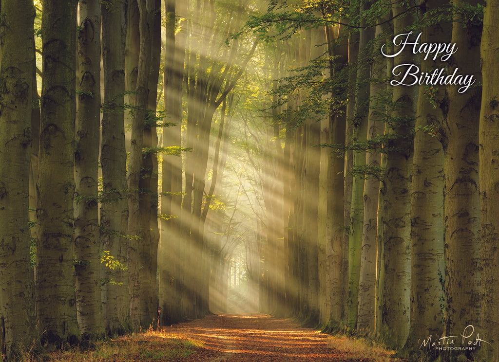 Christian Birthday Cards by Shared Blessings- Rays of Light, Box of 12 Cards