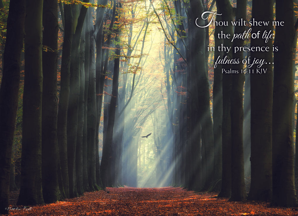 Christian Birthday Cards by Shared Blessings- Rays of Light, Box of 12 Cards