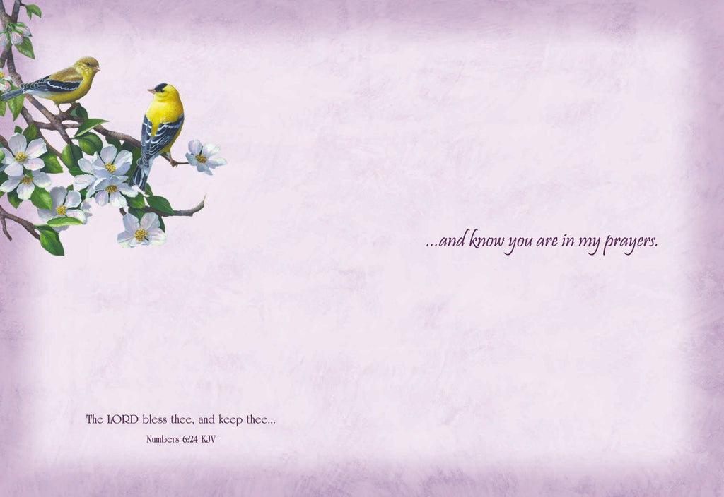 Christian Thinking of You Cards by Shared Blessings, Signs of Spring  - Box of 12 Cards and Envelopes