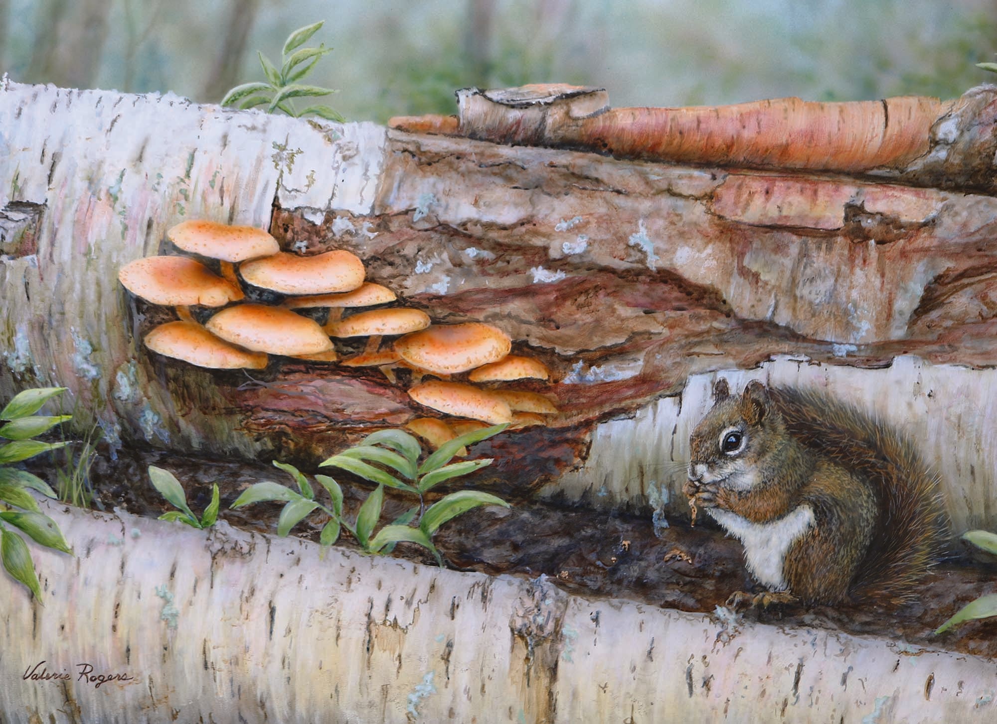 Christian Thinking of You Cards by Shared Blessings, Woodlands, Box of 12