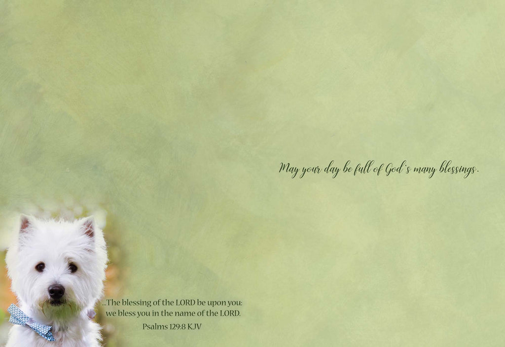 Christian Birthday Cards from Shared Blessings-Puppies and Kittens, Box of 12 Cards and Envelopes