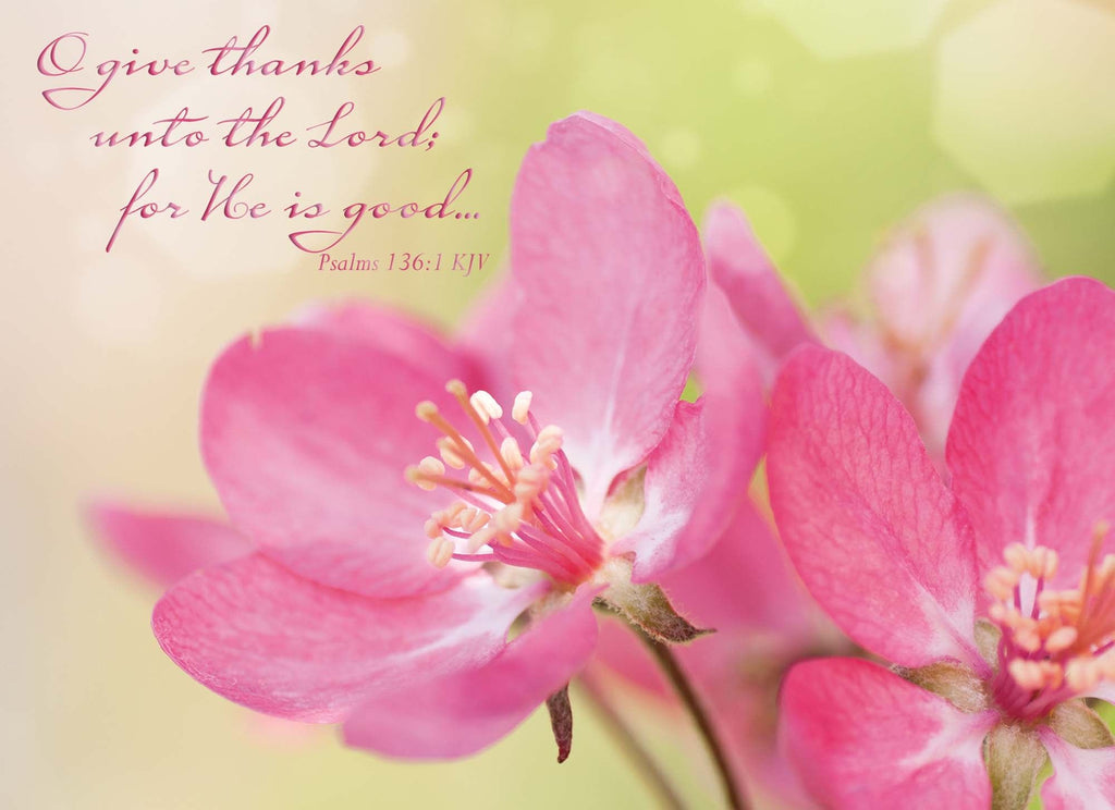 Spring Blossoms - Encouragement Cards, 12 Boxed Greeting cards by Shared Blessings