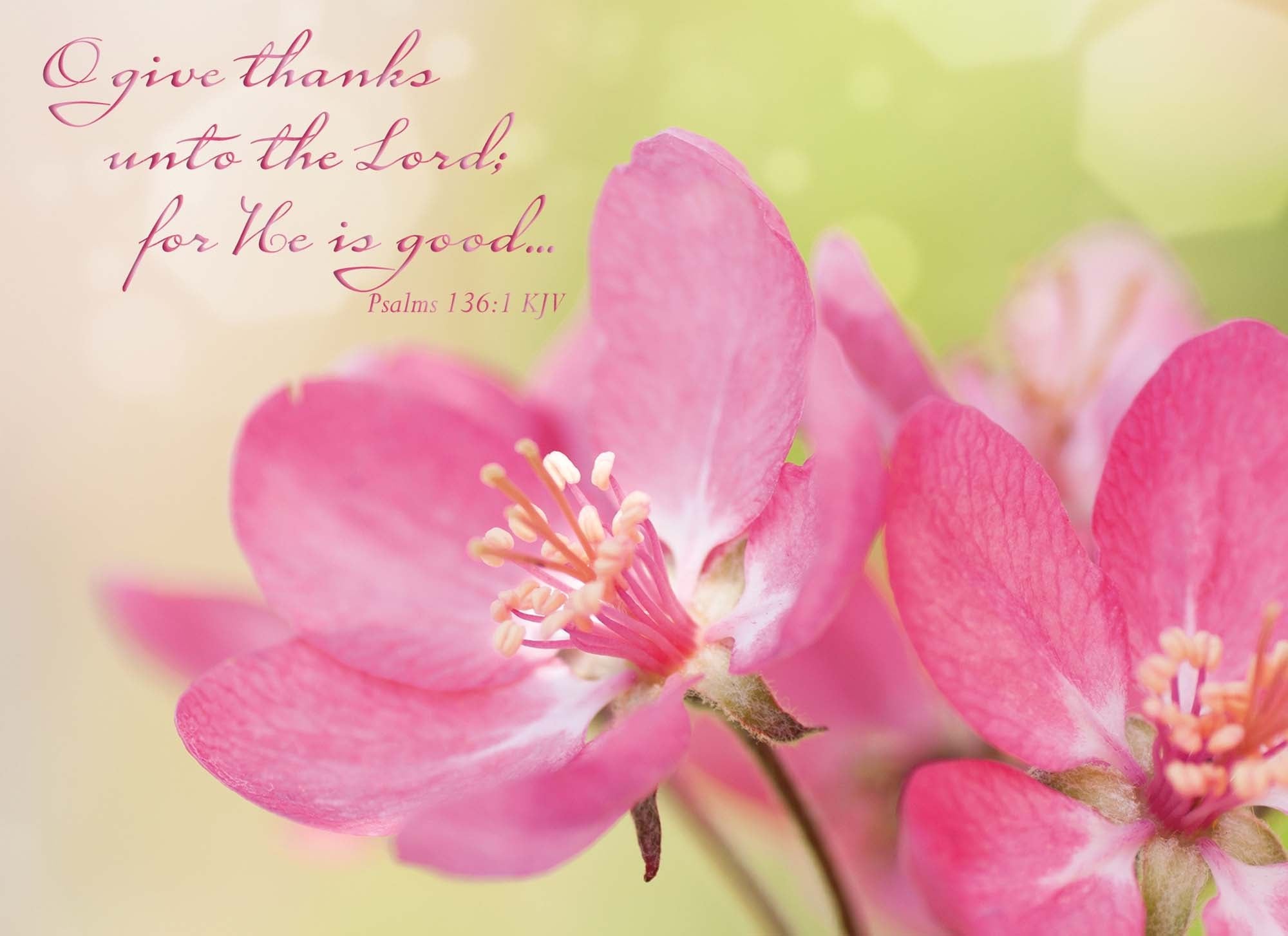 Spring Blossoms - Encouragement Cards, 12 Boxed Greeting cards by Shared Blessings