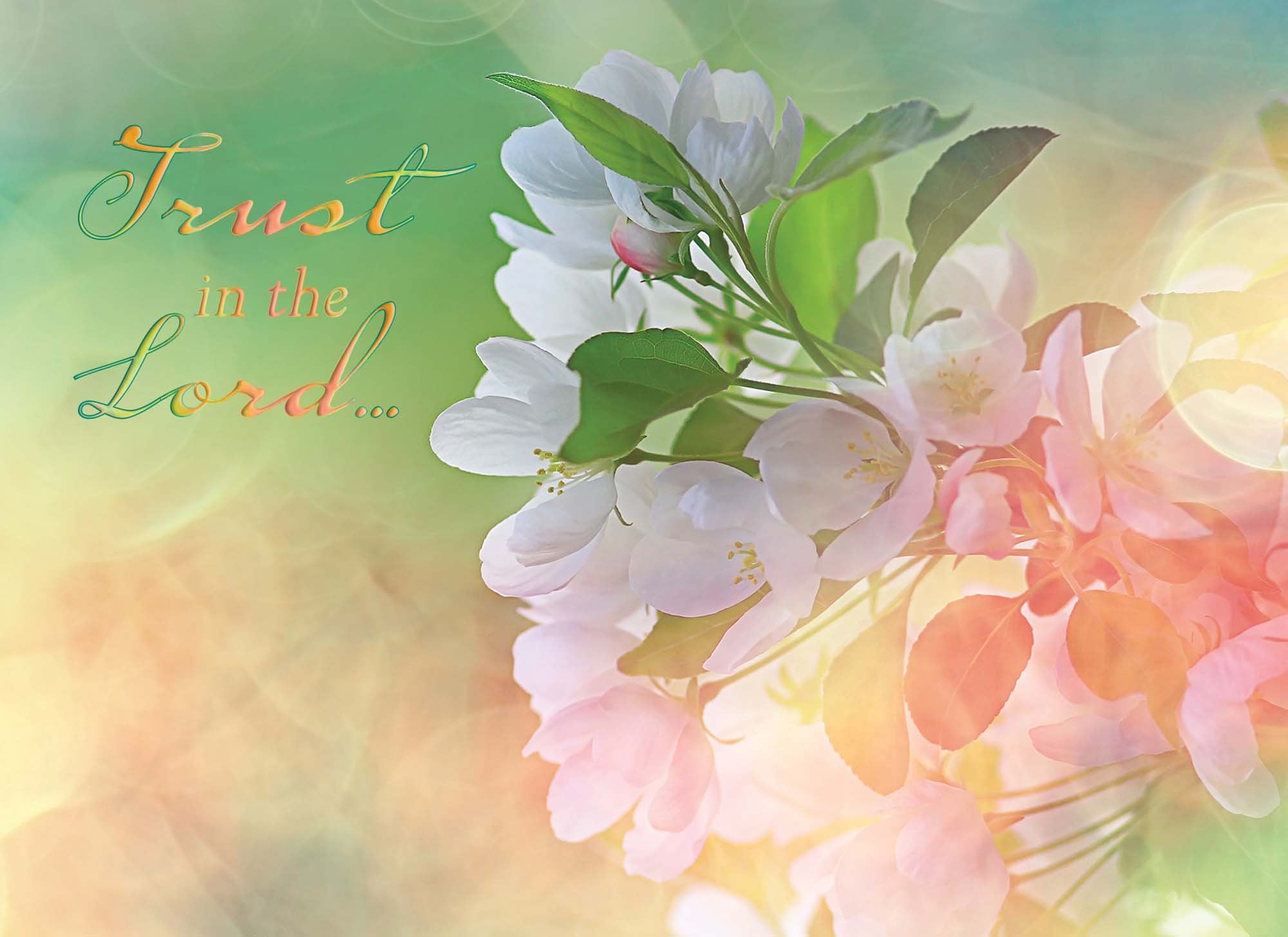 Spring Blossoms - Encouragement Cards, 12 Boxed Greeting cards by Shared Blessings