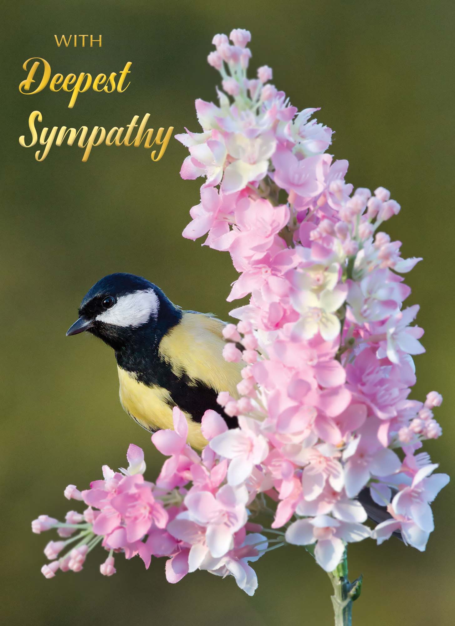 Christian Sympathy Cards by Shared Blessings, Feathers of Faith - 12 Cards