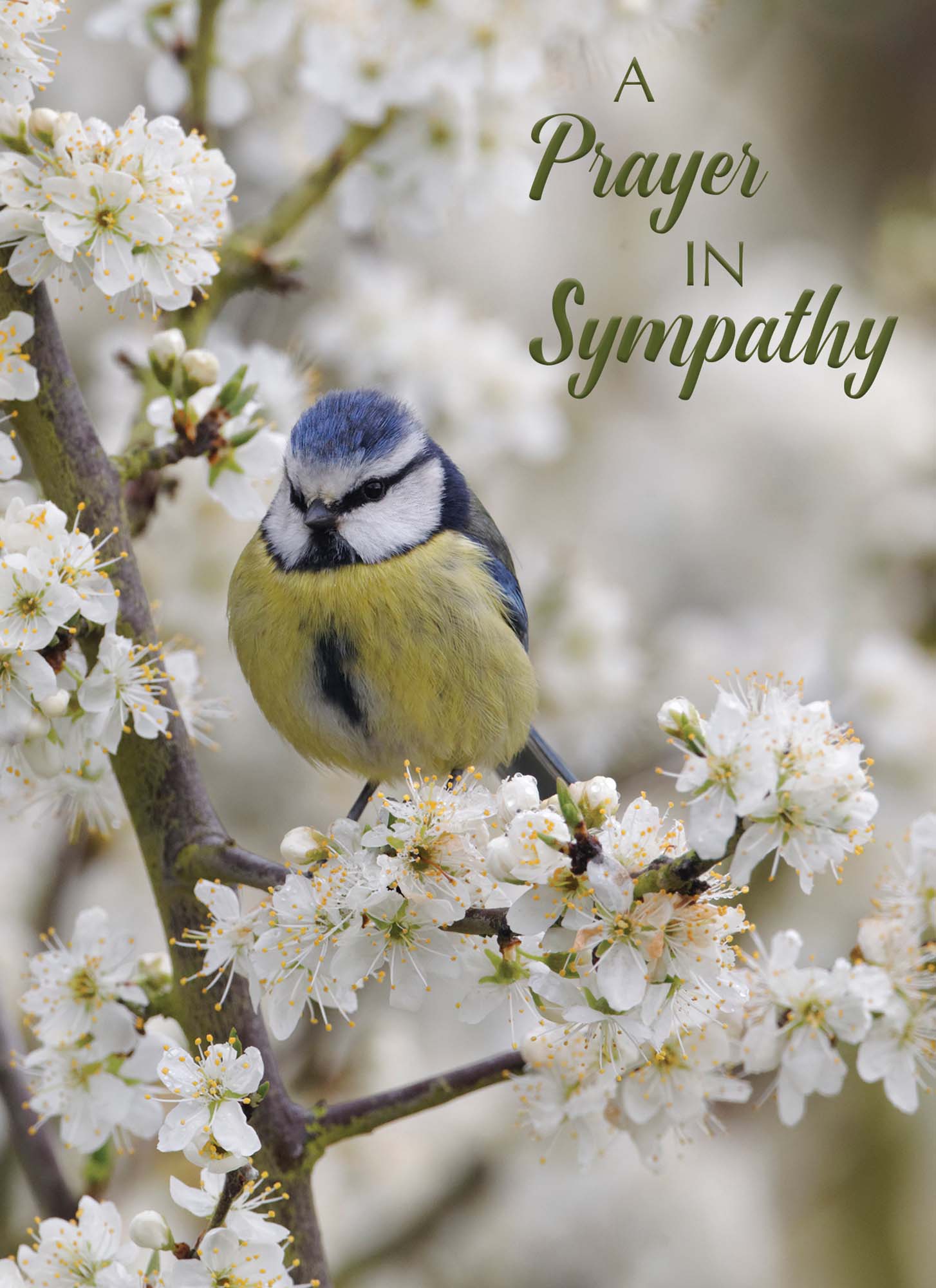 Christian Sympathy Cards by Shared Blessings, Feathers of Faith - 12 Cards