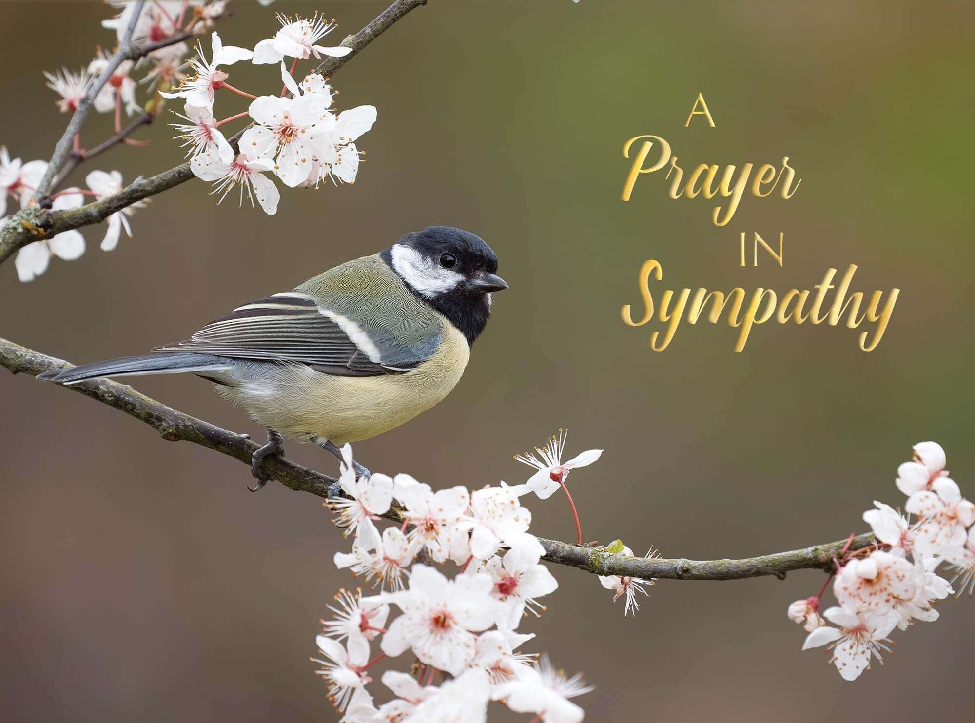 Christian Sympathy Cards by Shared Blessings, Feathers of Faith - 12 Cards