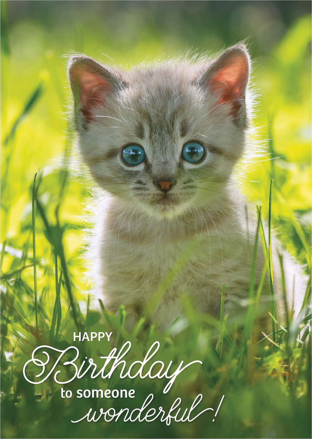 Kitten in grass with 'Happy Birthday to someone wonderful!' text