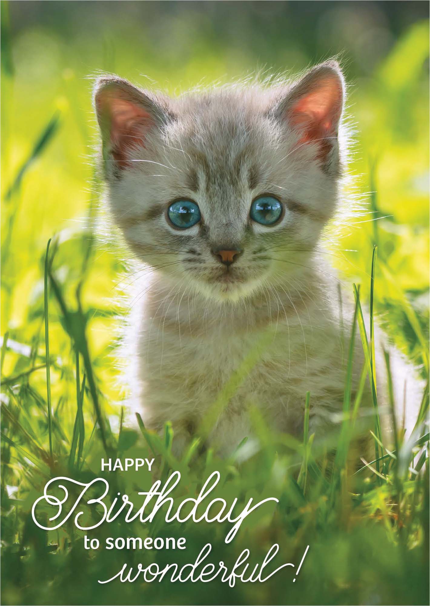 Kitten in grass with 'Happy Birthday to someone wonderful!' text