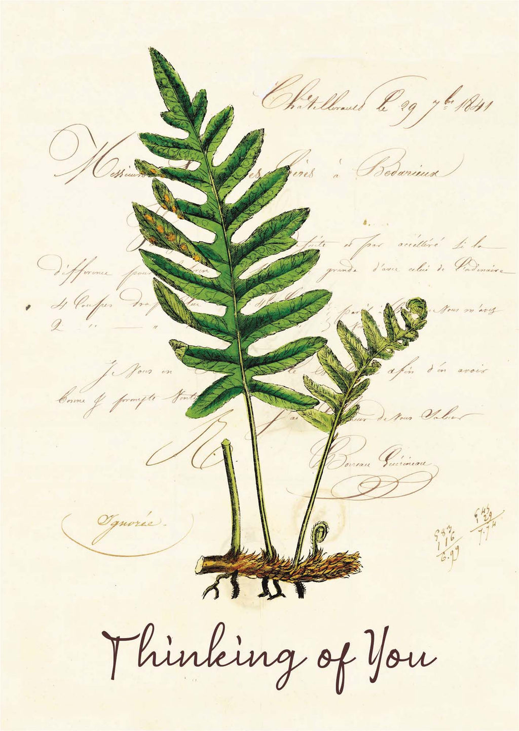 Christian Thinking of You Card | Creekside Fern
