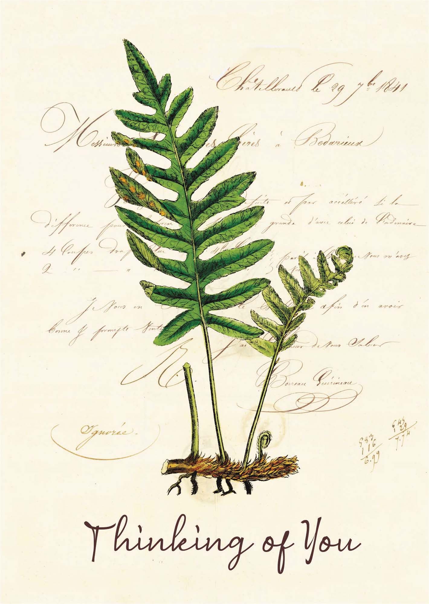 Christian Thinking of You Card | Creekside Fern